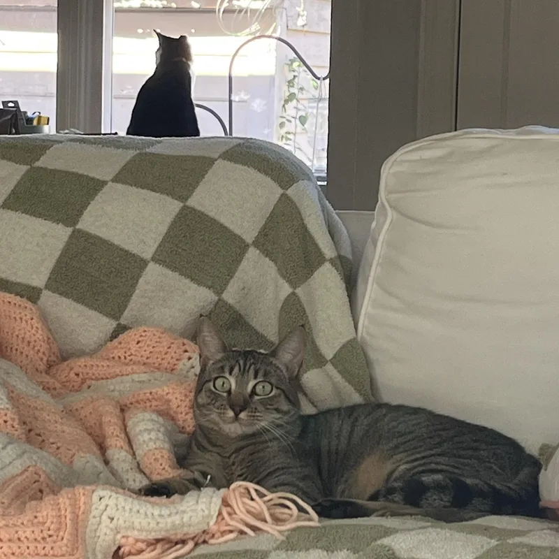 Sweetie Pie Junior thumbnail 6