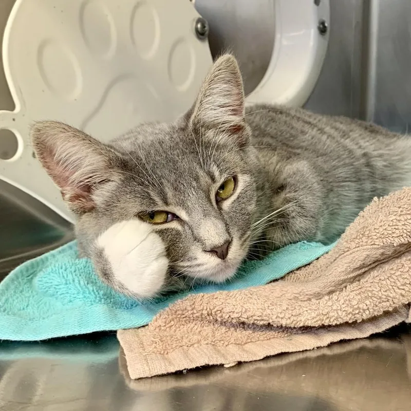 An adult large-sized male Gray / Blue / Silver Domestic Short Hair cat named Anomaly for adoption in Baltimore, MD