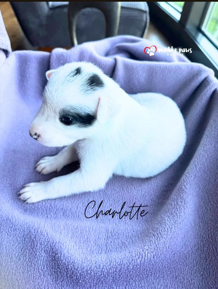 Cassie's Crew:  Charlotte
