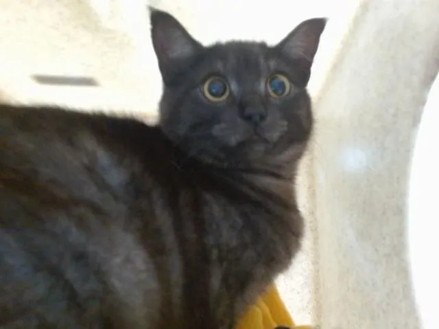 A young large-sized female Domestic Short Hair cat named Sassy for adoption in Salinas, CA