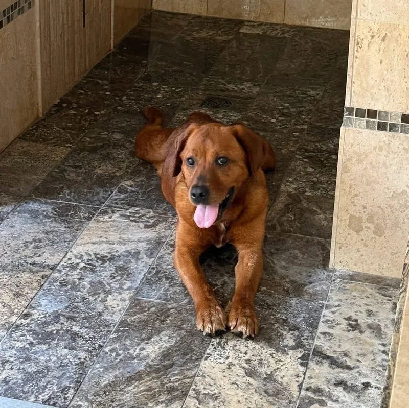 An adult large-sized female Red / Chestnut / Orange Labrador Retriever dog named Halo for adoption in Indianapolis, IN