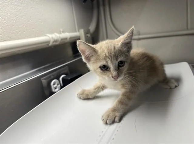 A baby small-sized female Domestic Short Hair cat named Fenway for adoption in Grand Prairie, TX