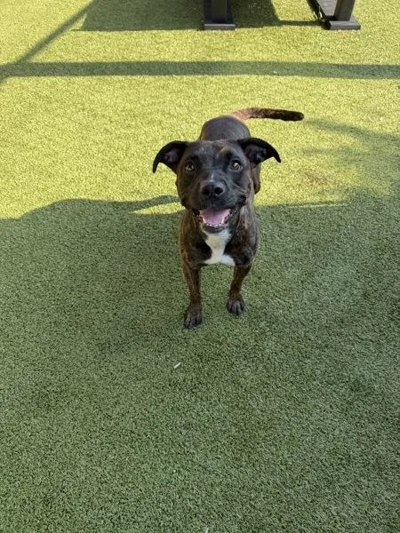 An adult medium-sized female Hound dog named Mommy Shark for adoption in Canton, GA