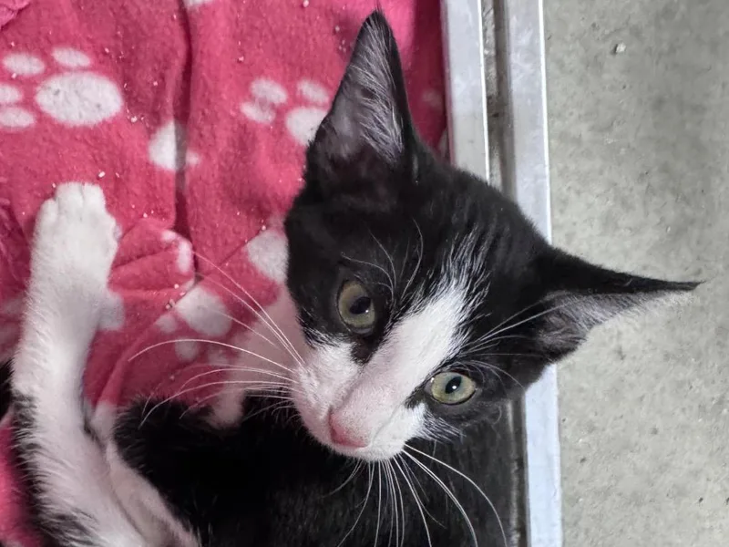 A baby small-sized female Domestic Short Hair cat named Nora for adoption in Powell, OH