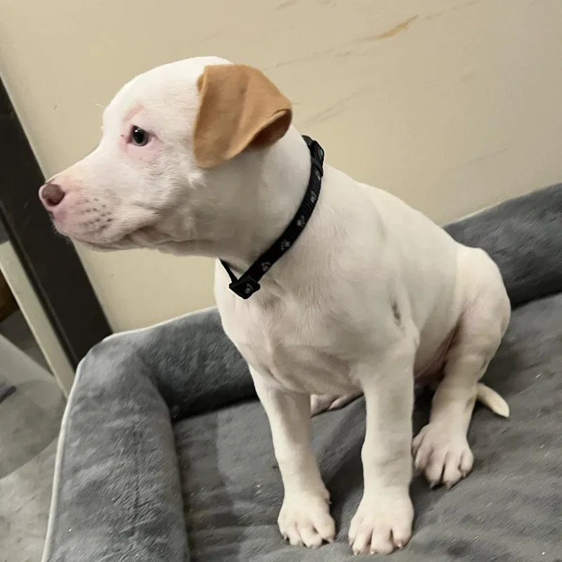 A baby medium-sized male Pit Bull Terrier dog named Brew for adoption in Durham, NC
