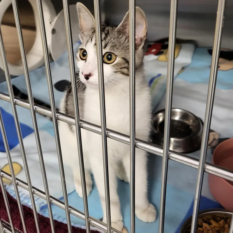 An adult large-sized female Black Domestic Short Hair cat named Noel for adoption in Middleburg, FL