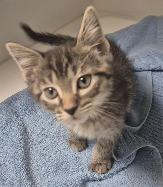 A baby small-sized male Domestic Short Hair cat named Chumpo for adoption in Decatur, IL