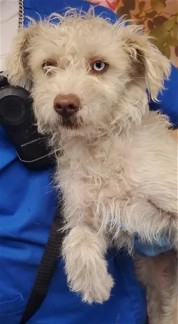 A young small-sized female Terrier dog named Beverly for adoption in San Bernardino, CA