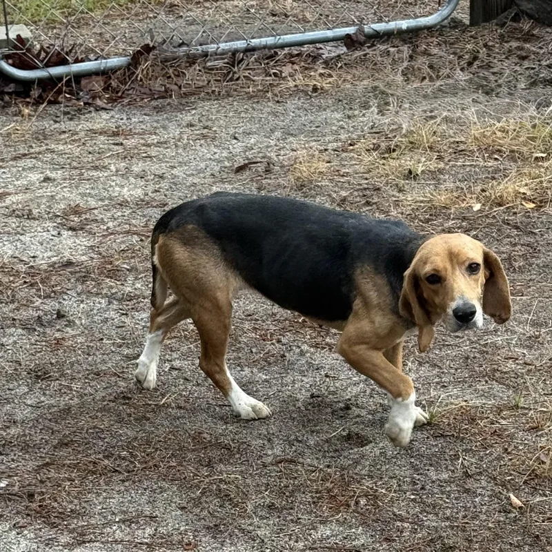 A young small-sized female Beagle dog named Lucy for adoption in Carmel, NY