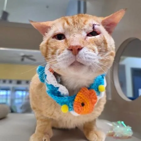 An adult large-sized male Orange / Red Domestic Short Hair cat named Stanley for adoption in Webster, TX