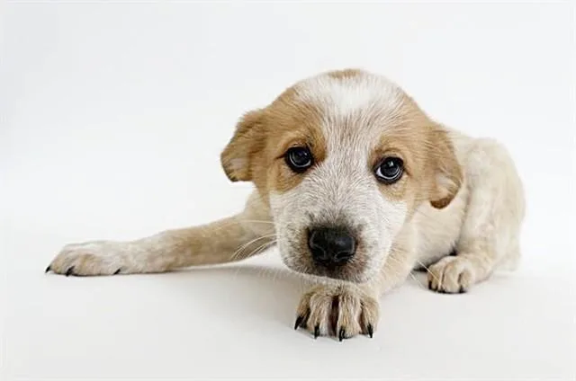 A baby small-sized female Terrier dog named Celery for adoption in Saint Louis, MO