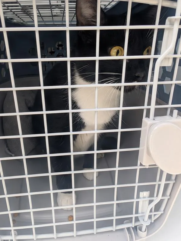An adult large-sized female Domestic Short Hair cat named Porsche for adoption in Virginia Beach, VA