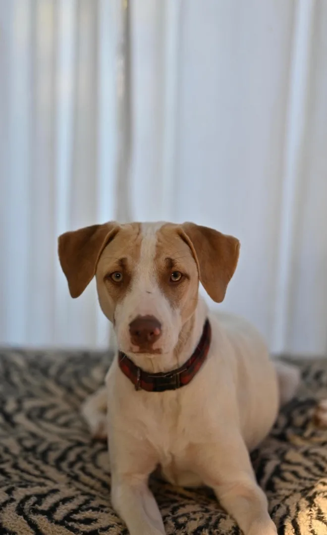 Copper Boom thumbnail 2