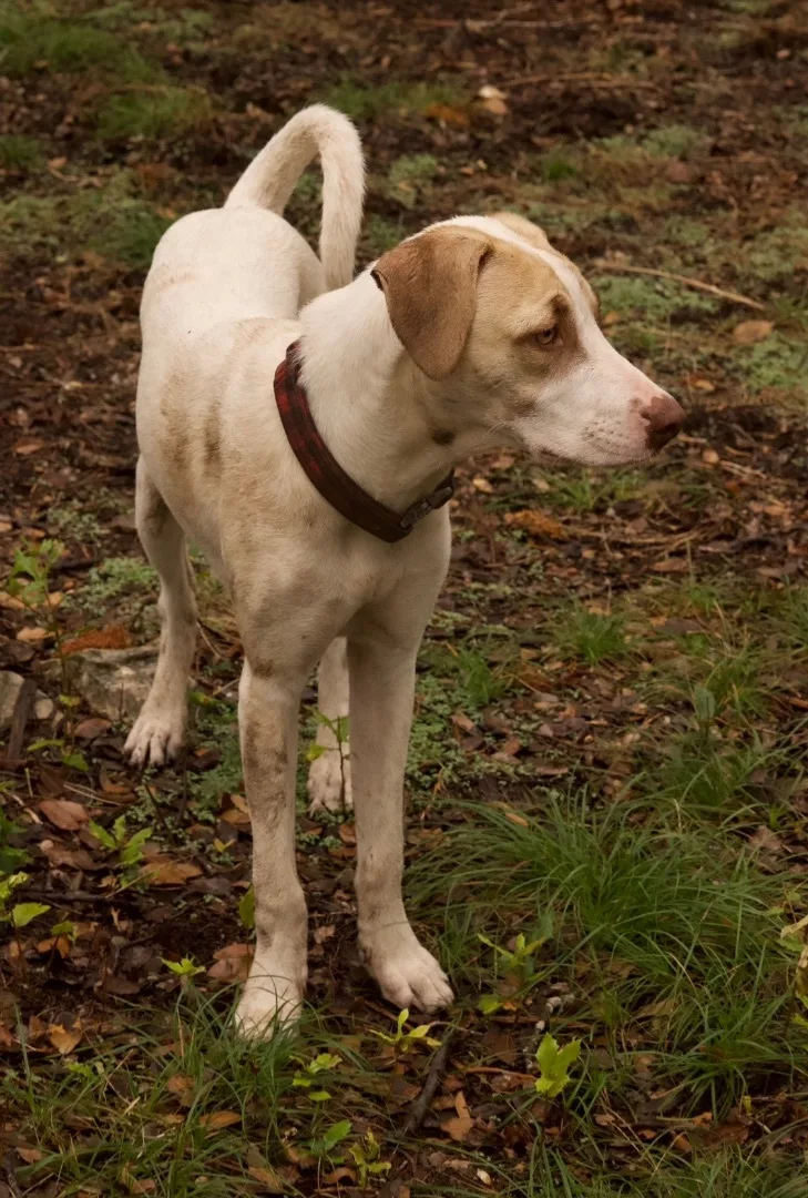 Copper Boom thumbnail 3