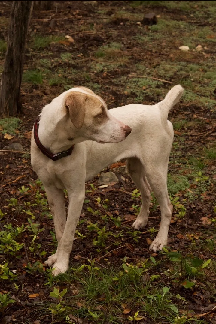 Copper Boom thumbnail 4