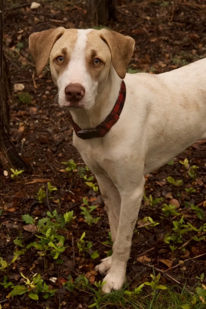 Copper Boom thumbnail 5