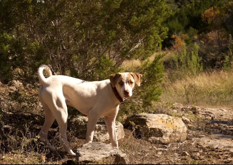 Copper Boom thumbnail 6