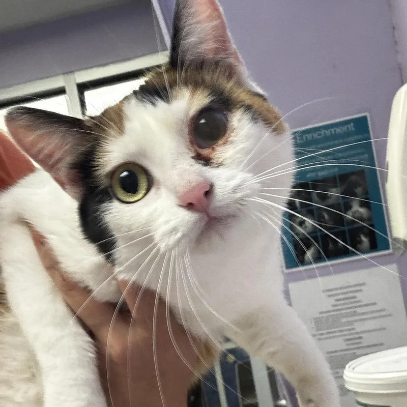 An adult large-sized female Calico Domestic Short Hair cat named Godiva for adoption in St Joseph, MO