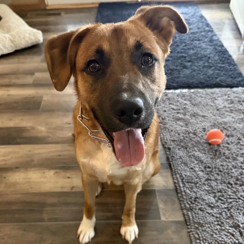 A young medium-sized male Tricolor (Brown, Black, & White) German Shepherd Dog dog named Graham for adoption in Columbus, OH