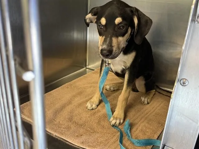 A young small-sized male American Staffordshire Terrier dog named Elmo for adoption in Grand Prairie, TX