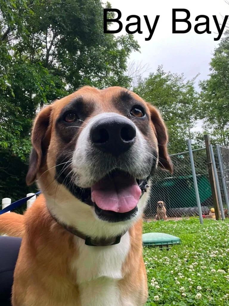 A young large-sized male Mixed Breed dog named Bay Bay  Bourbon for adoption in Princeton, IN