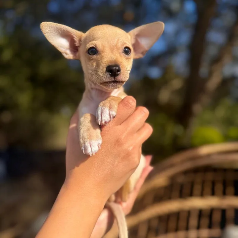 A young small-sized male Yellow / Tan / Blond / Fawn Chihuahua dog named Milo for adoption in San Diego, CA