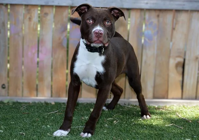 A young medium-sized male Pit Bull Terrier dog named Uranium for adoption in West Valley City, UT