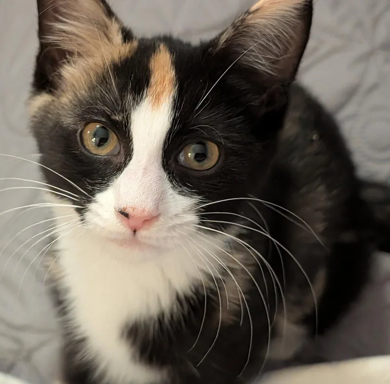 A baby medium-sized female Calico cat named SundaeDC for adoption in Greenville, DE