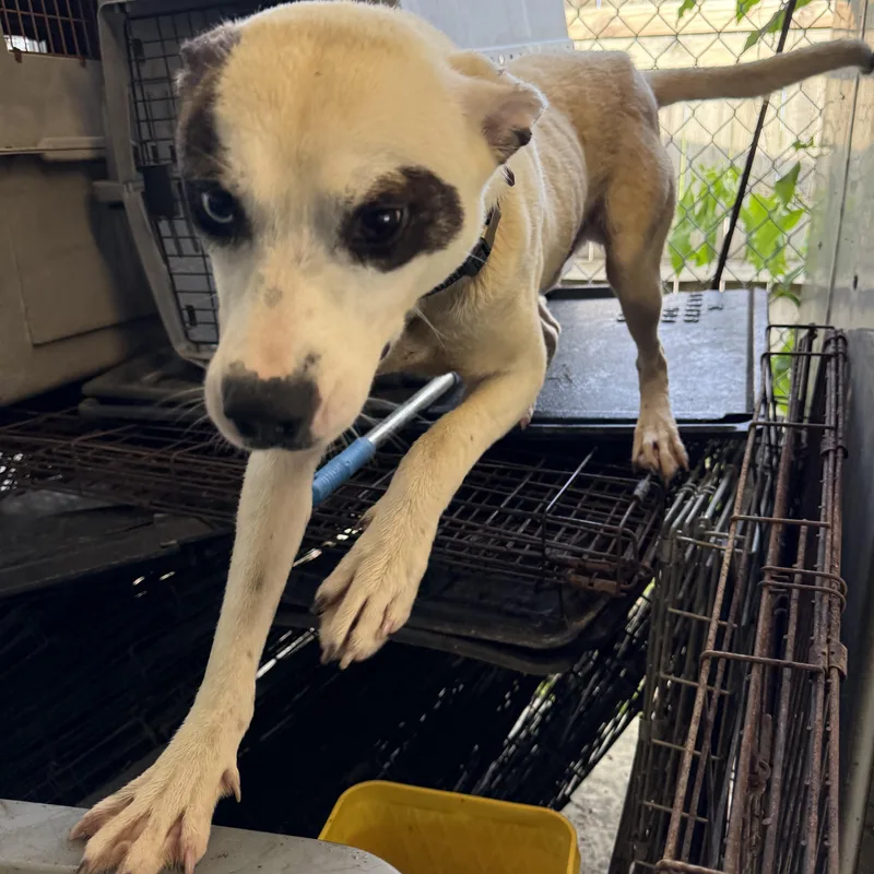 A young medium-sized male Brown / Chocolate Australian Shepherd dog named Comet for adoption in Lewisburg, TN