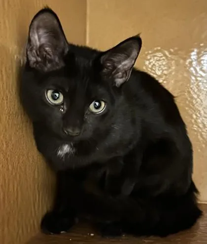 A young small-sized female Domestic Short Hair cat named Ophelia for adoption in Phoenix, AZ