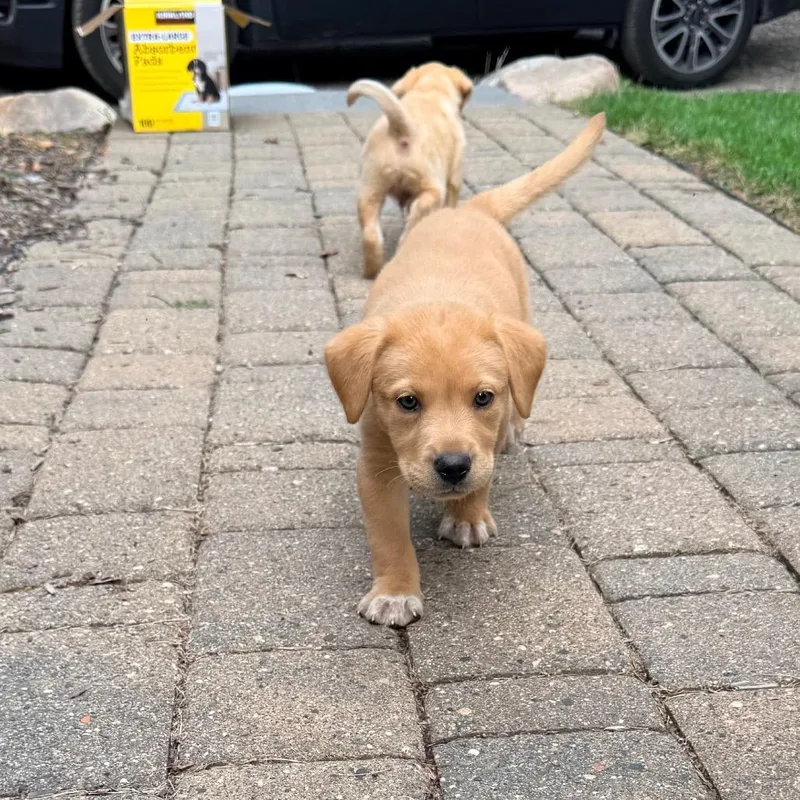 A baby small-sized male Golden Retriever dog named Puffball for adoption in Buffalo, MN