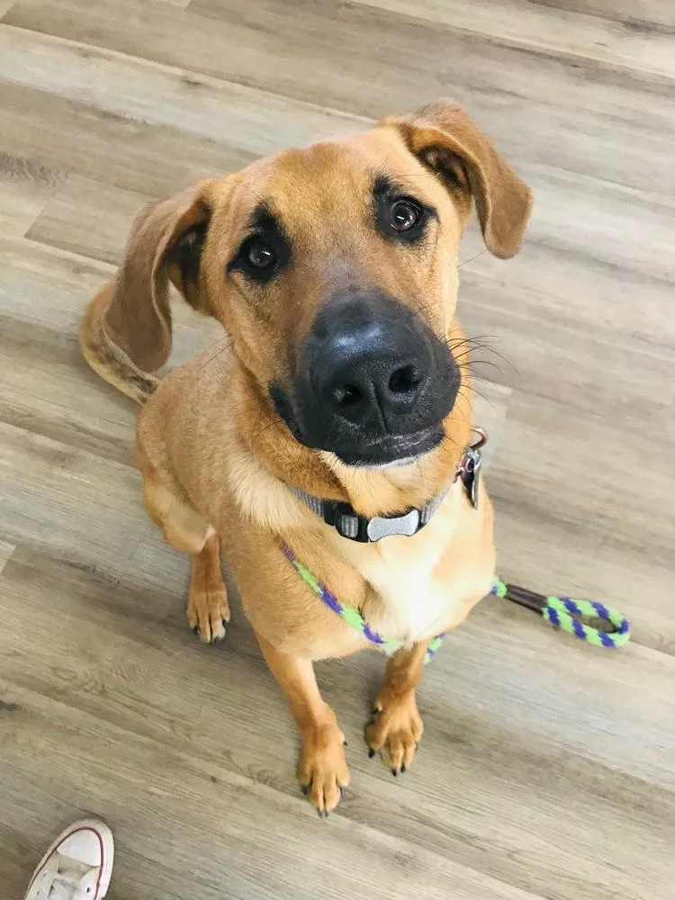 A young large-sized male Golden Retriever dog named Howdy for adoption in San Antonio, TX