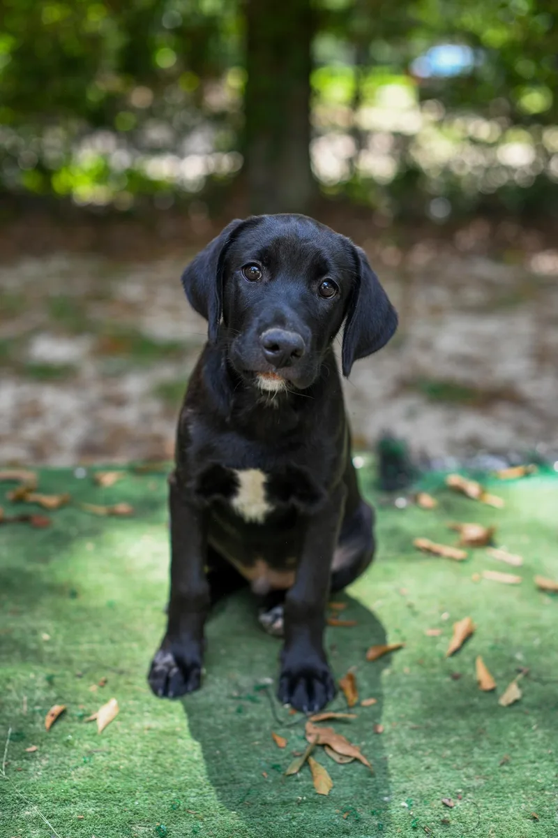 A baby medium-sized male Black Mixed Breed dog named Dodge for adoption in BONIFAY, FL