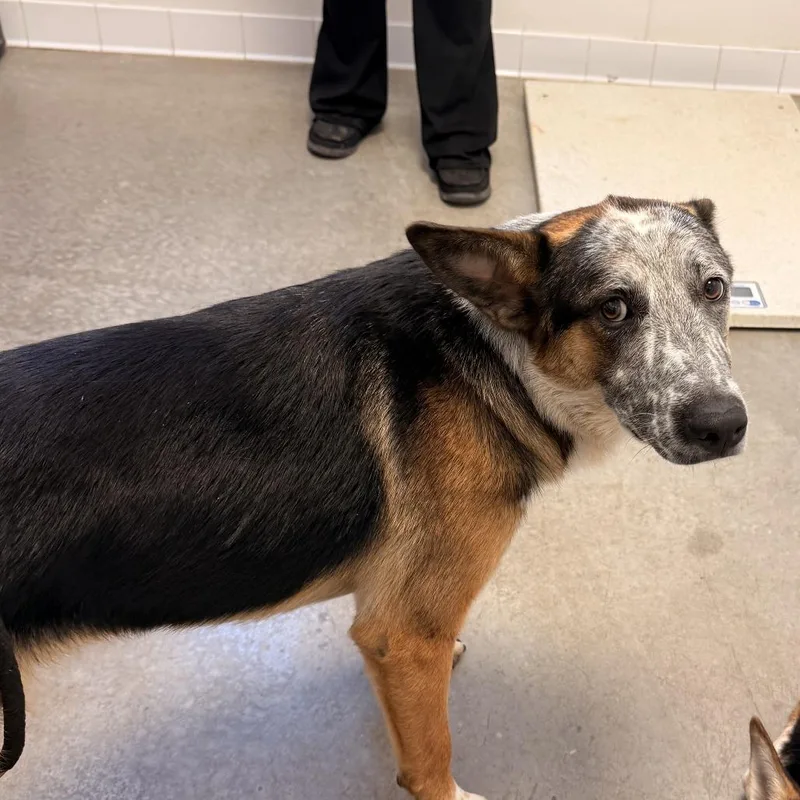 A young medium-sized male Black Australian Cattle Dog / Blue Heeler dog named Kendrick for adoption in Rifle, CO