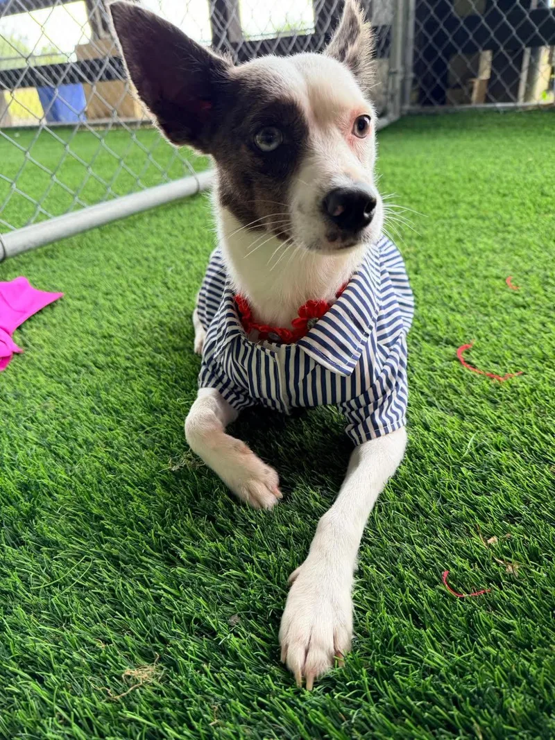 A young small-sized female Mixed Breed dog named Barbara for adoption in Brooklyn, NY