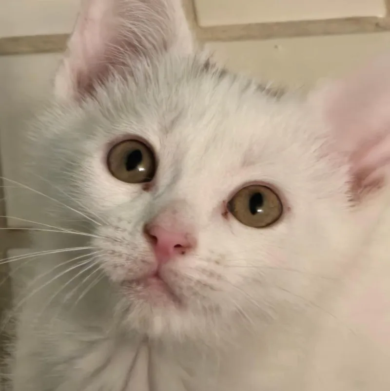 A baby medium-sized male Domestic Long Hair cat named Callison for adoption in South Bend, IN