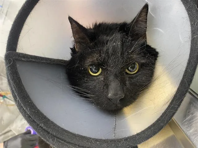 An adult small-sized male Domestic Short Hair cat named Shinji for adoption in Albuquerque, NM