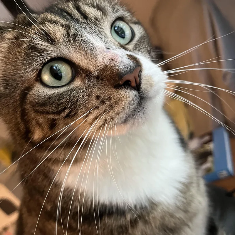 An adult large-sized male Domestic Short Hair cat named Gizmo for adoption in Enfield, CT