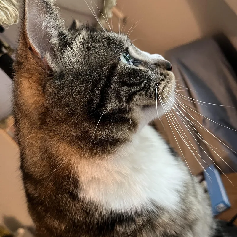 Gizmo thumbnail 3