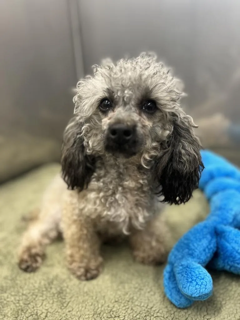 A young small-sized male Poodle (Toy) dog named Rocky for adoption in Jackson, MI