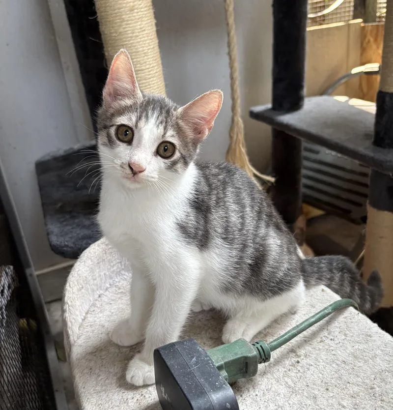 A baby medium-sized male Tabby (Brown / Chocolate) Domestic Short Hair cat named Atlas for adoption in Jacksonville, FL