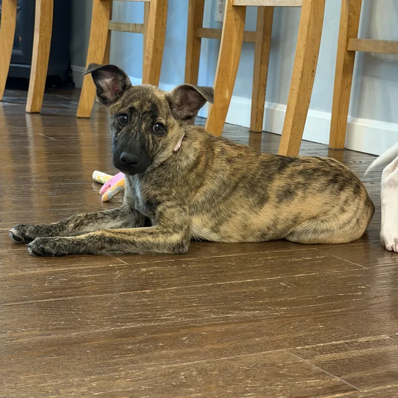 Muttsarella