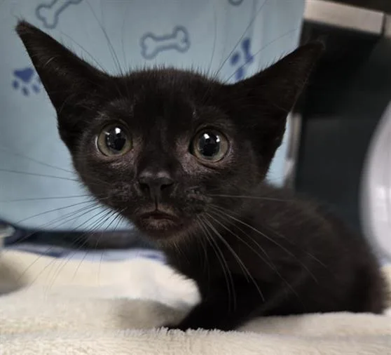 A baby small-sized female Domestic Short Hair cat named Severine for adoption in Fort Lauderdale, FL