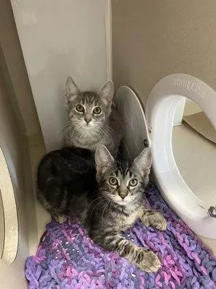 A baby small-sized female Domestic Medium Hair cat named Puddle for adoption in Bellevue, WA