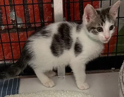 A baby small-sized male Domestic Short Hair cat named Caide for adoption in Washington, DC
