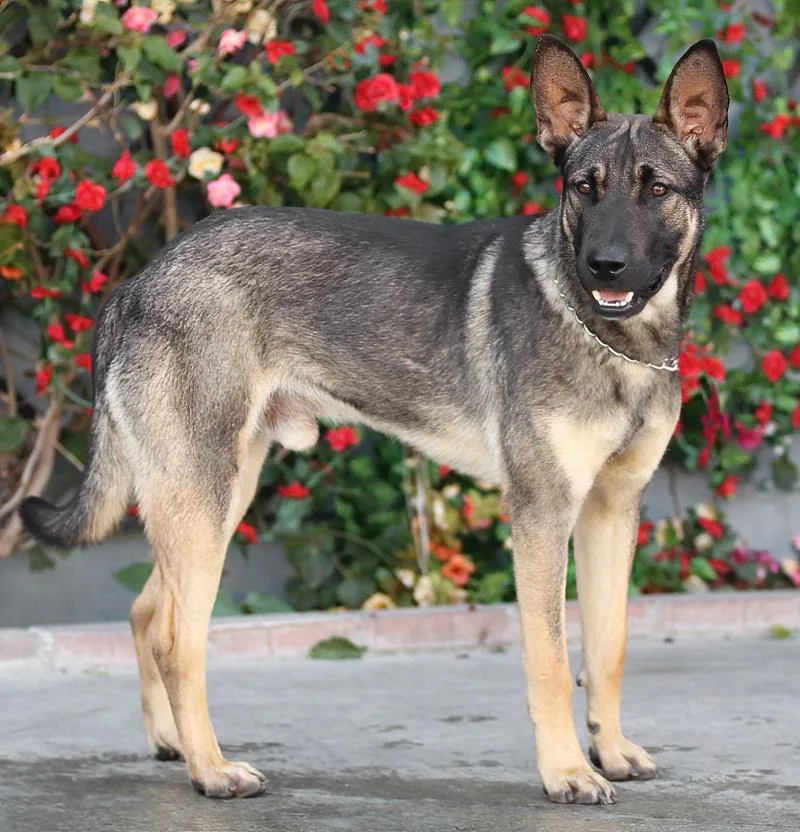 Dexter Von Dechow thumbnail 2