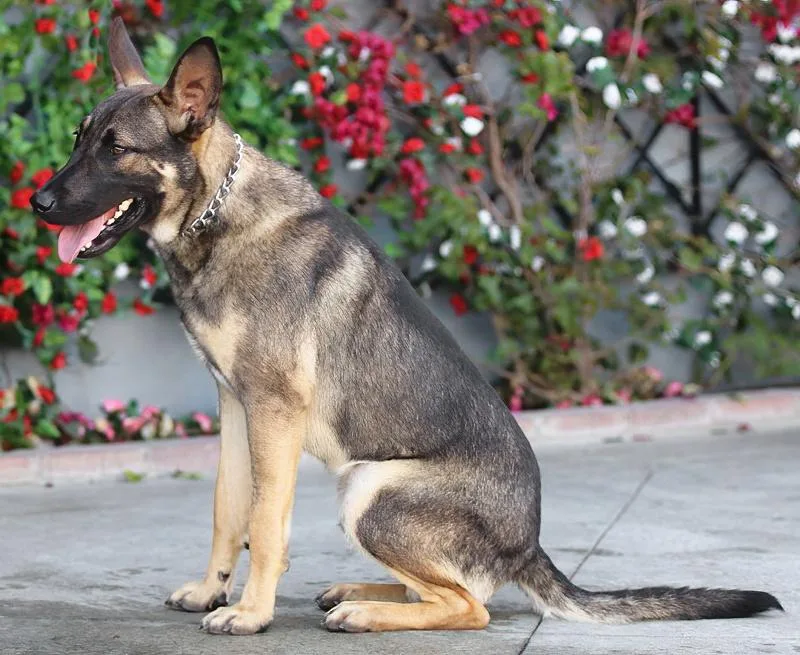 Dexter Von Dechow thumbnail 3