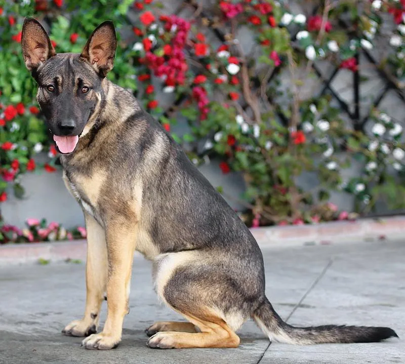 Dexter Von Dechow thumbnail 4