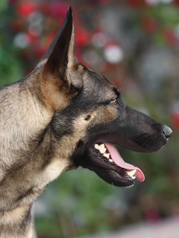 Dexter Von Dechow thumbnail 5