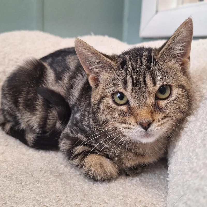 A baby small-sized female Brown / Chocolate Domestic Short Hair cat named Saltine for adoption in Attica, NY
